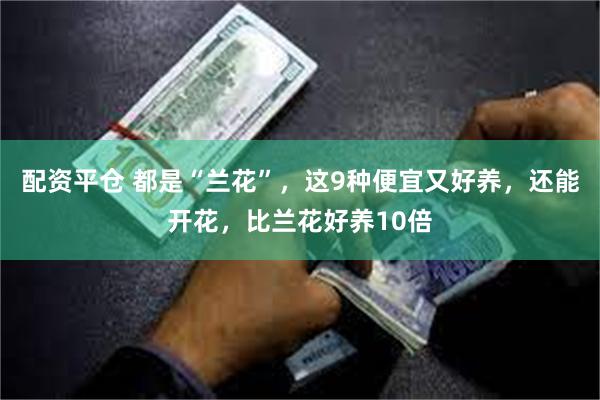 配资平仓 都是“兰花”，这9种便宜又好养，还能开花，比兰花好养10倍