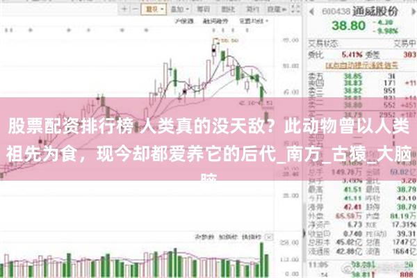 股票配资排行榜 人类真的没天敌？此动物曾以人类祖先为食，现今却都爱养它的后代_南方_古猿_大脑