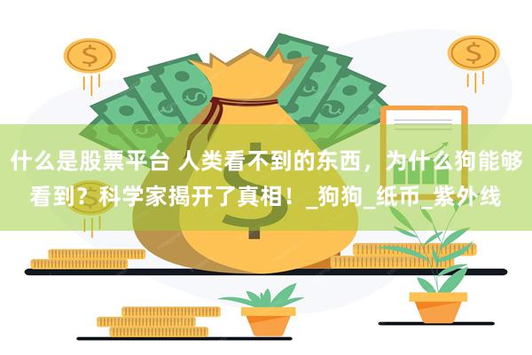 什么是股票平台 人类看不到的东西，为什么狗能够看到？科学家揭开了真相！_狗狗_纸币_紫外线
